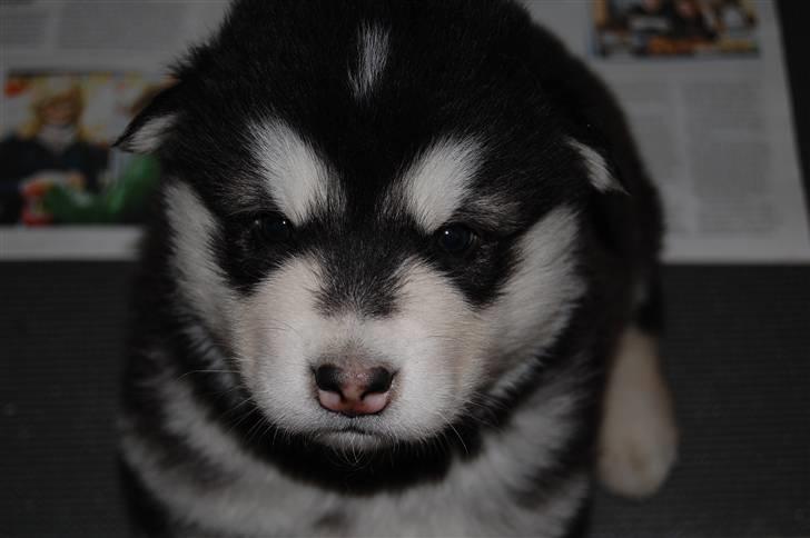 Alaskan malamute Achililleus - 4 uger billede 13
