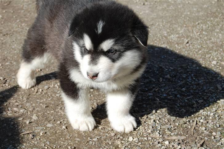 Alaskan malamute Achililleus - 5 uger billede 14