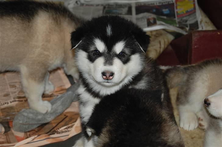 Alaskan malamute Achililleus - 4 uger billede 15