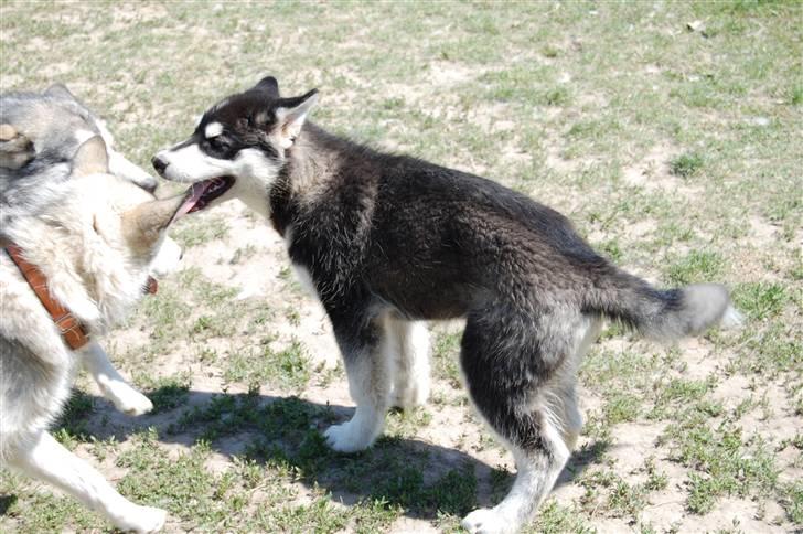 Alaskan malamute Achililleus - 4 mdr og et stort lege barn billede 16
