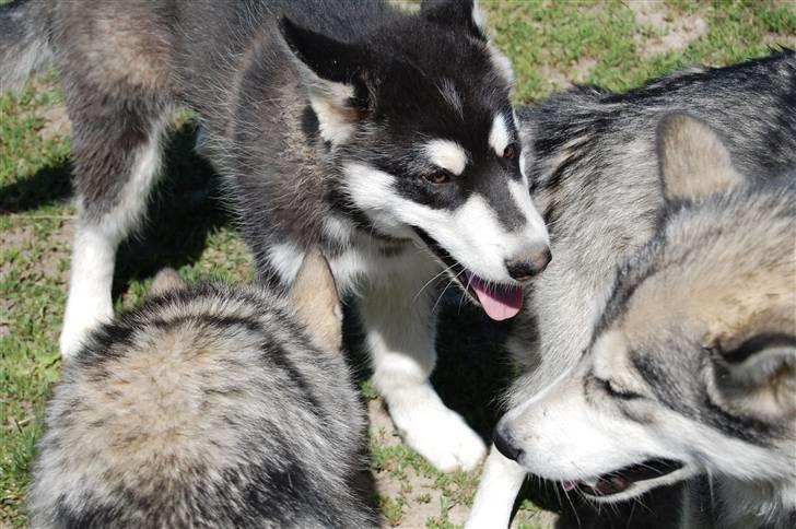 Alaskan malamute Achililleus - 4 mdr billede 17
