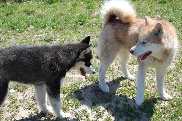 Alaskan malamute Achililleus - 4 mdr billede 18
