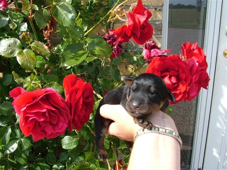 Rottweiler Qato - 2dage gammel og allerede en stor charmør billede 1