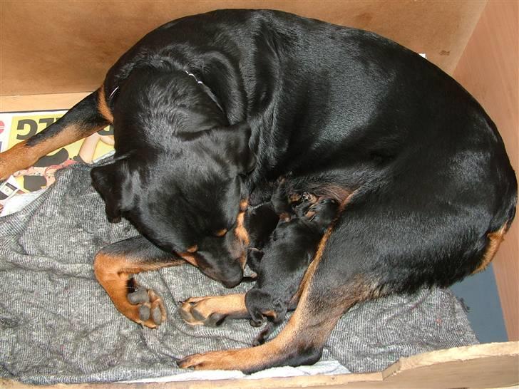 Rottweiler Qato - Qato on top... billede 2