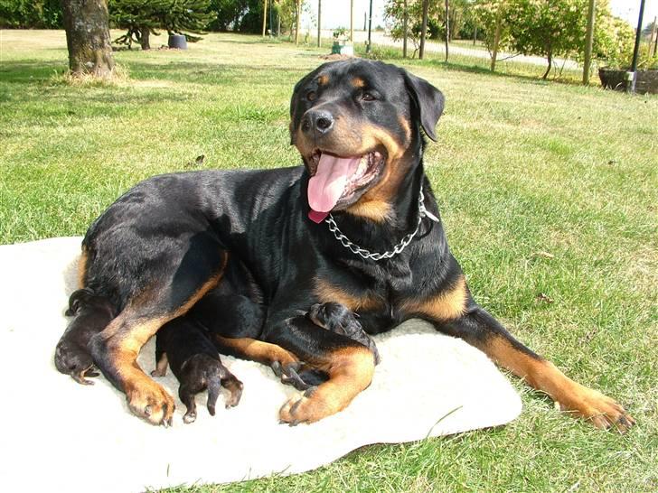 Rottweiler Qato - Den stolte Chili med hvalpene...  billede 3