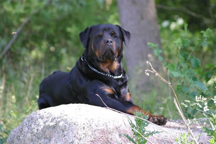 Rottweiler REX - Her ligner Rex en rigtig opmærksom  "kvæghund" som rotwileren jo oprindeligt er. billede 4