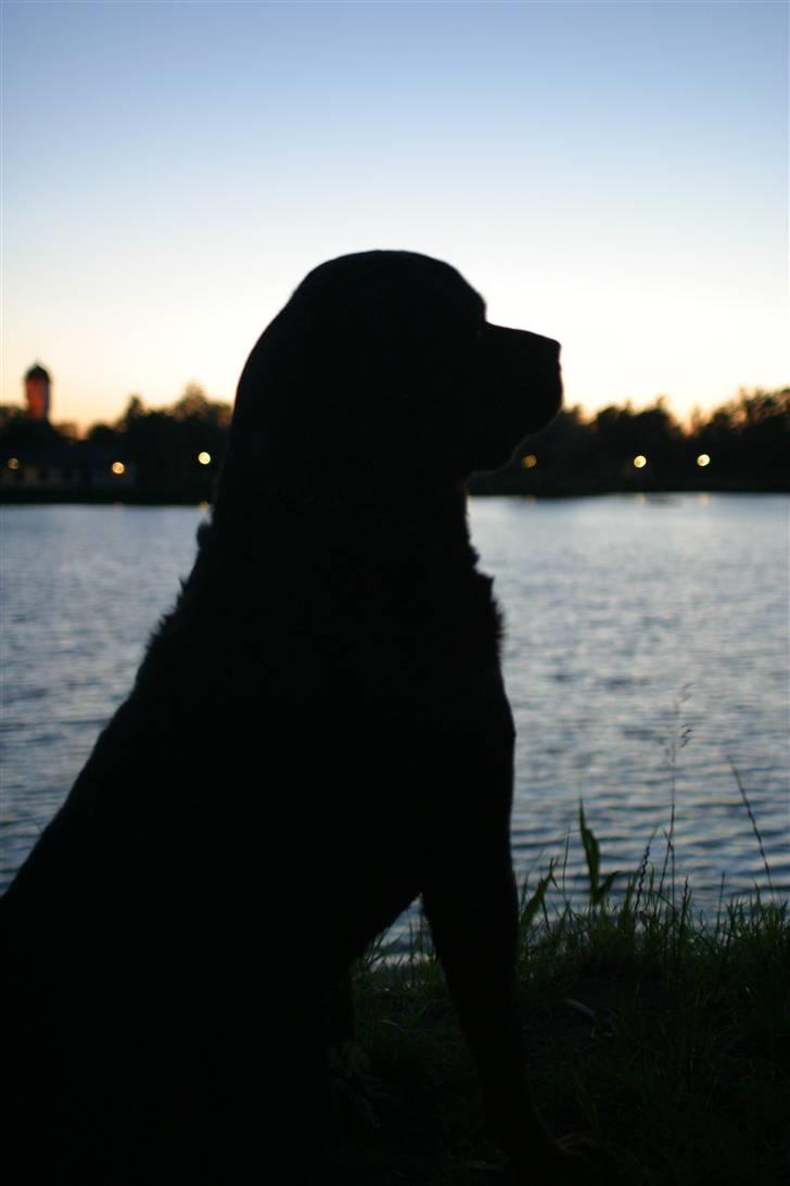 Rottweiler REX - Siluet billede 5