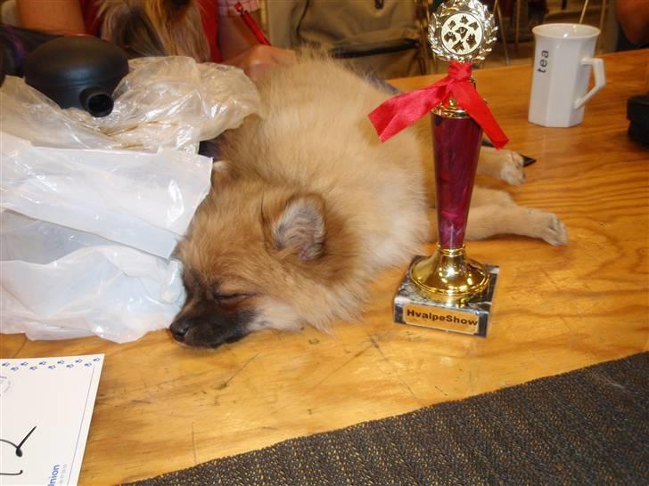 Pomeranian Fnuggie - Det er hårdt at være SUPER hund billede 14