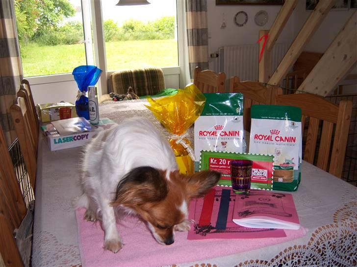 Papillon Spolum´s Wiktoria - Her sidder Hun med alle præmierne billede 9