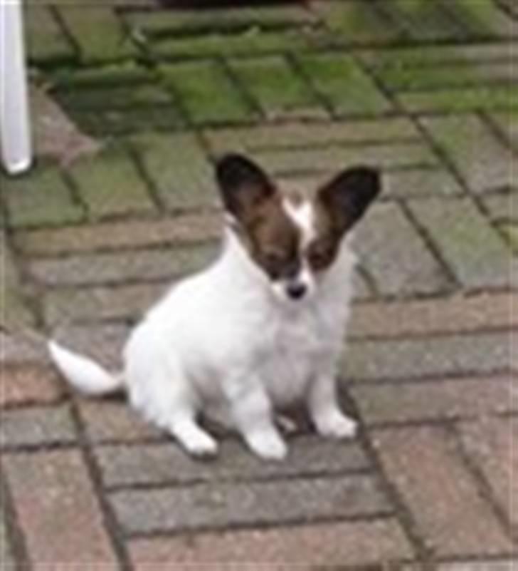 Papillon Spolum´s Wiktoria - Baby Toria billede 10