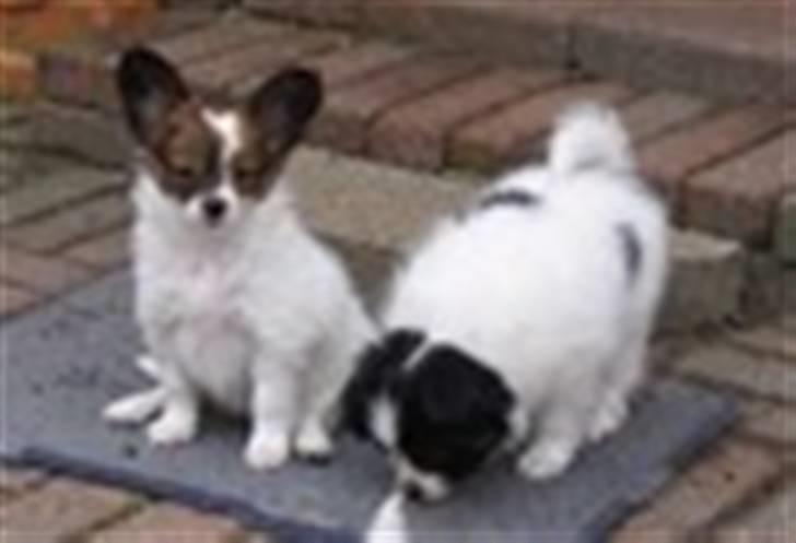 Papillon Spolum´s Wiktoria - Wiktoria med en søster billede 11