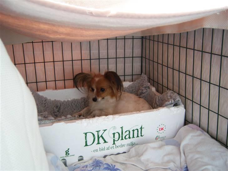 Papillon Spolum´s Wilma - Wima er klar i fødekassen billede 6