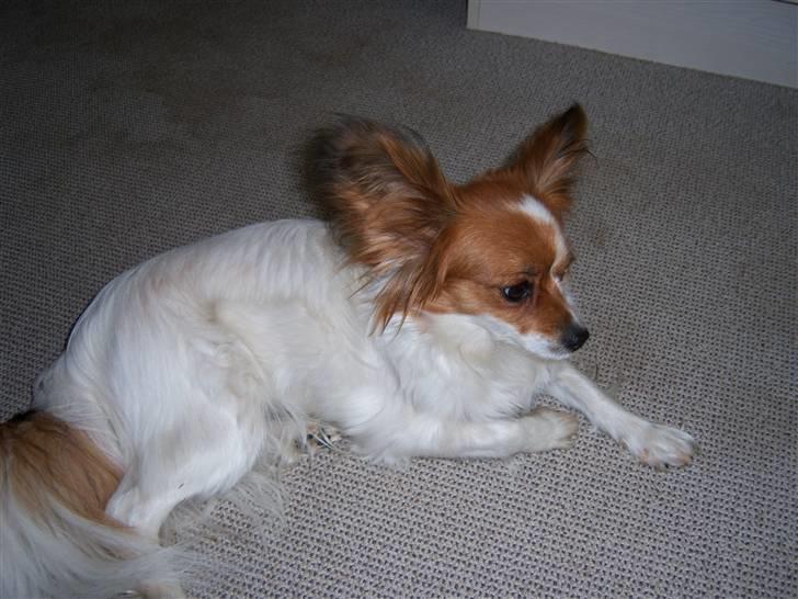 Papillon Spolum´s Wilma - wilma billede 7