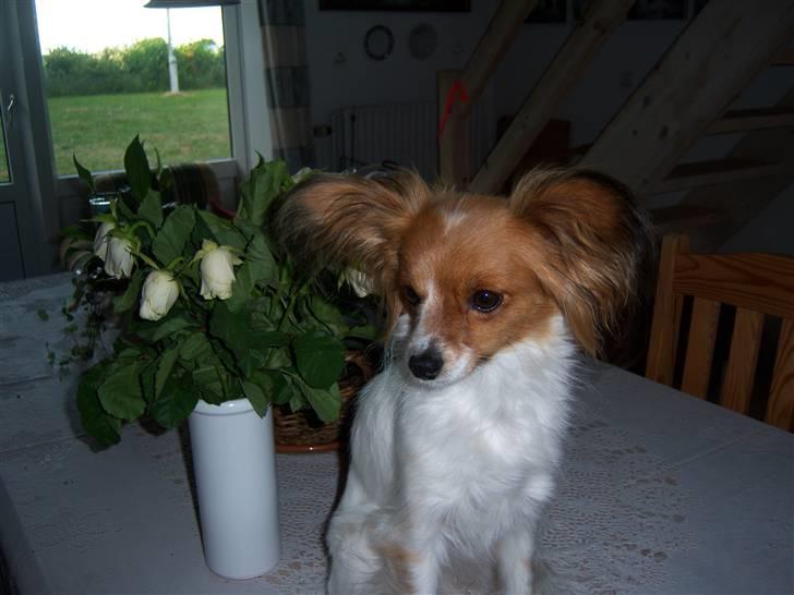 Papillon Spolum´s Wilma - Blomster pigen Wilma billede 8