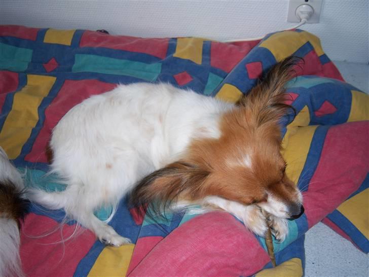 Papillon Spolum´s Wilma - Wilma ligger i min seng billede 9