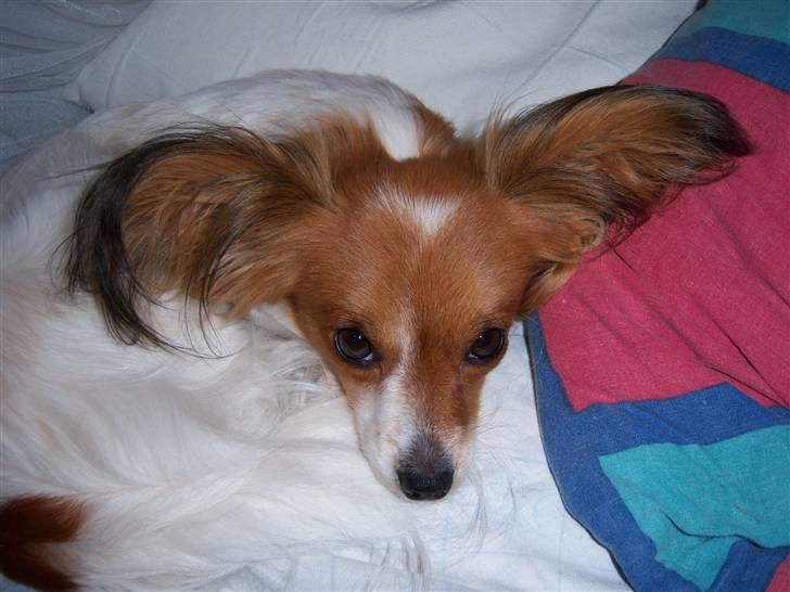 Papillon Spolum´s Wilma - smukke Wilma billede 10