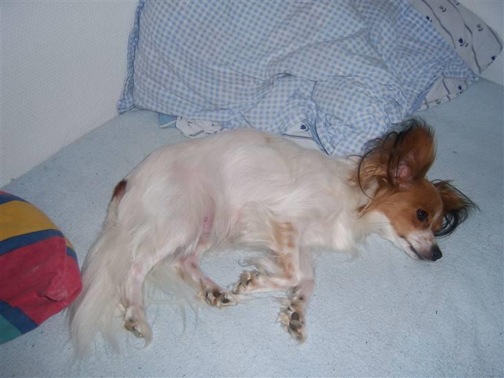 Papillon Spolum´s Wilma - Jeg tror Wilma bor i min seng billede 11