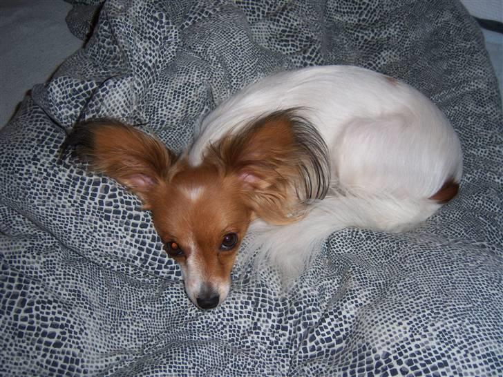 Papillon Spolum´s Wilma - Wilma den skønne billede 12