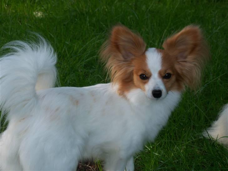 Papillon Westerbo´s Amalie - en flot ung dame billede 13