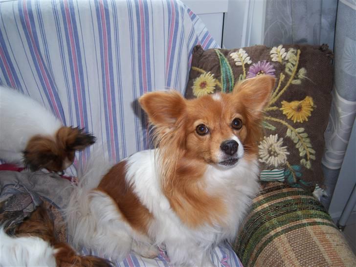 Papillon Lunden´s Cirkeline - en smuk dame på 10 år billede 14