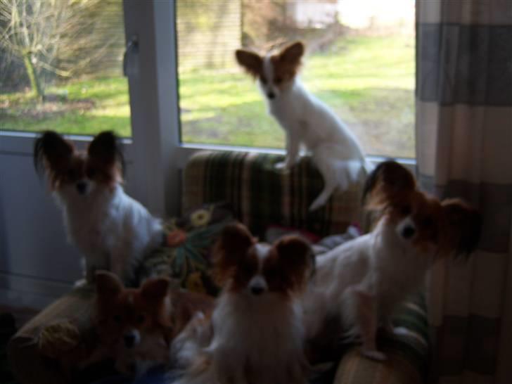 Papillon Spolum´s Wiktoria - den lille hunde familie billede 12