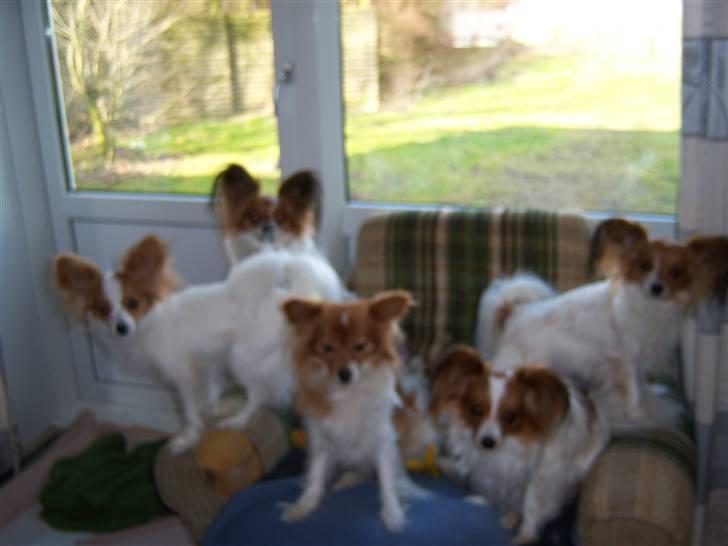 Papillon Spolum´s Wiktoria billede 13