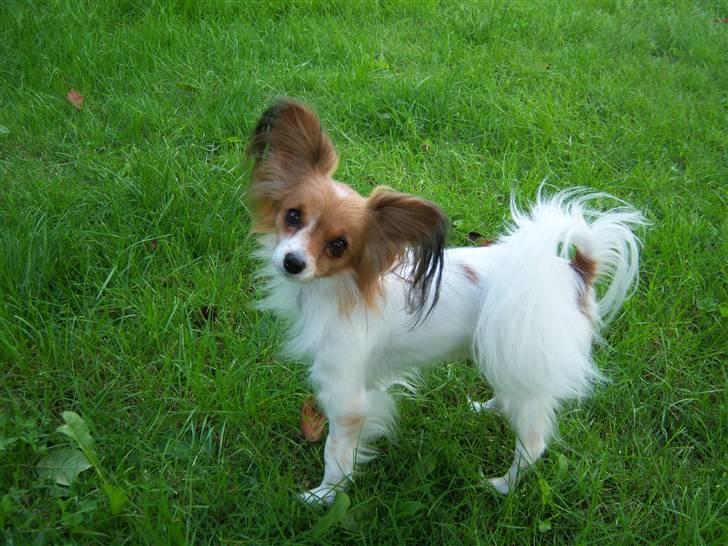 Papillon Spolum´s Wilma - Hej Wilma billede 13