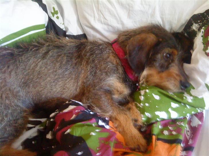 Blanding af racer Queen - ligge lige i janni´s seng  billede 2