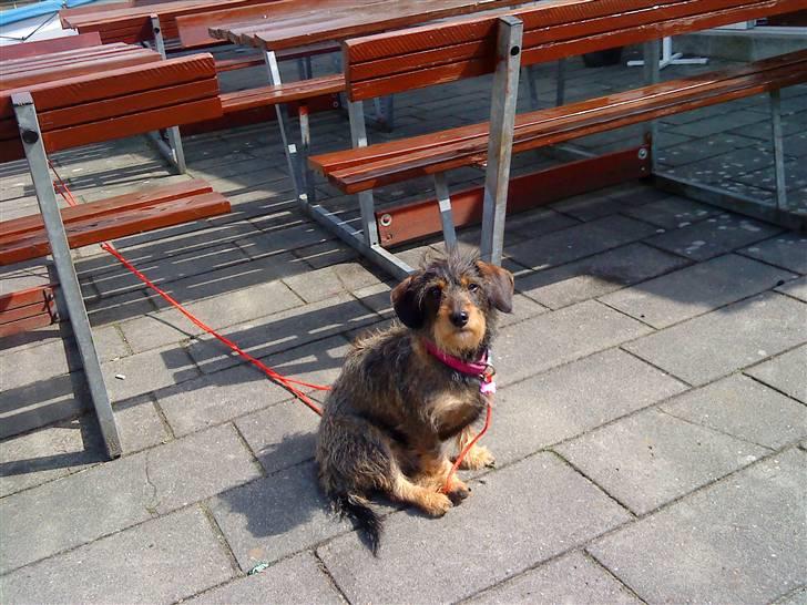 Blanding af racer Queen billede 3