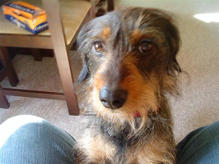 Blanding af racer Queen billede 4