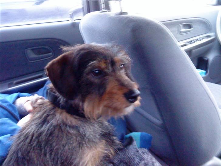 Blanding af racer Queen - Den dag jeg kom hjem  billede 5