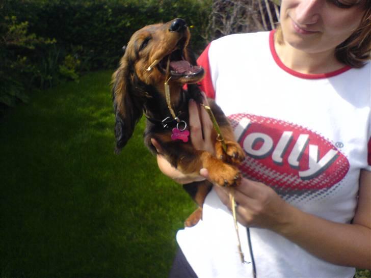 Gravhund Jolly - Jolly og mor billede 1