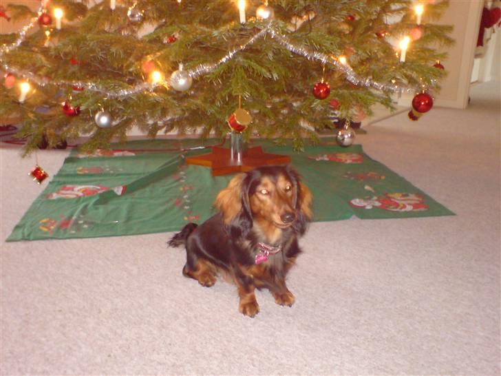 Gravhund Jolly - Træet er også pænt :) billede 2