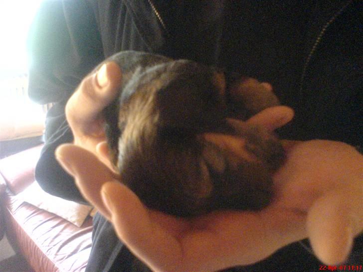 Gravhund Jolly - Så lille var hun engang billede 4