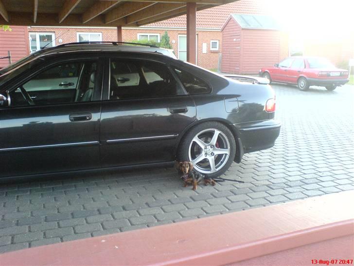 Gravhund Jolly - Jeg passer på fars bil billede 5