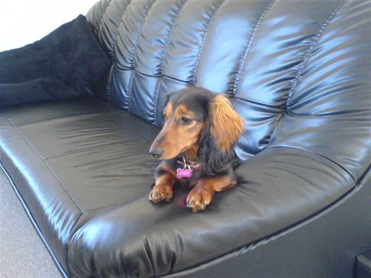 Gravhund Jolly - Ja lidt sofa hund er man vel altid billede 6