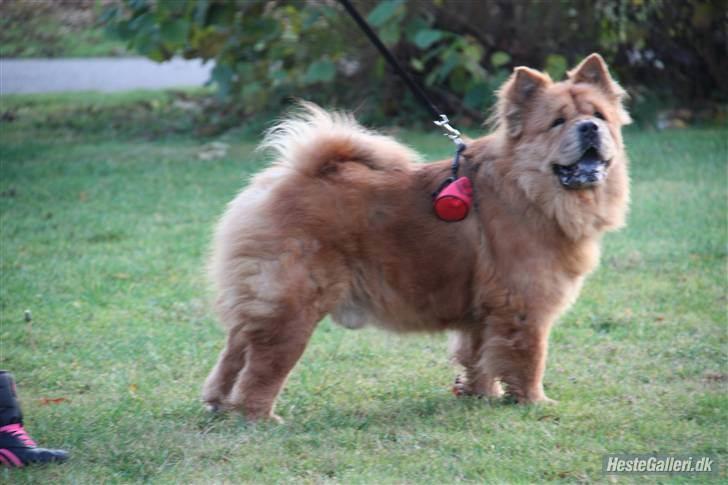 Chow chow Revel's Don Juan - På tur. :-) billede 2