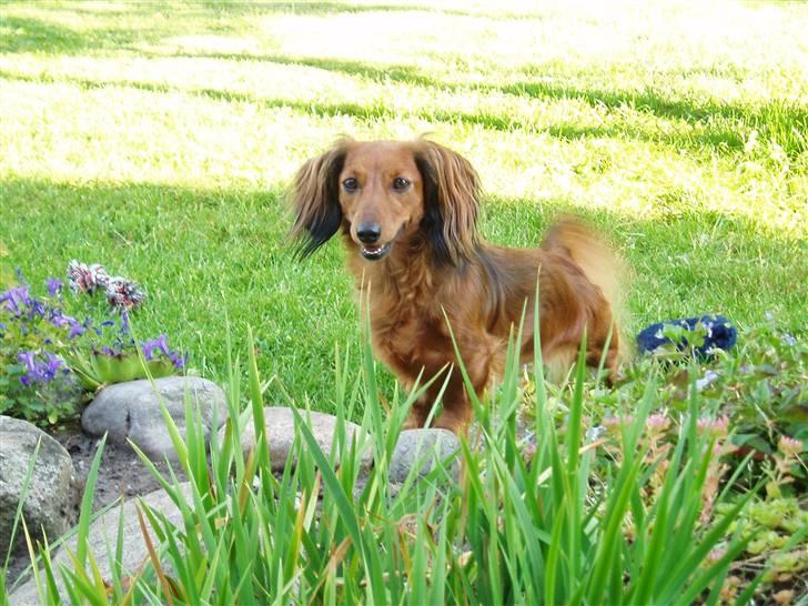 Gravhund Bella billede 1