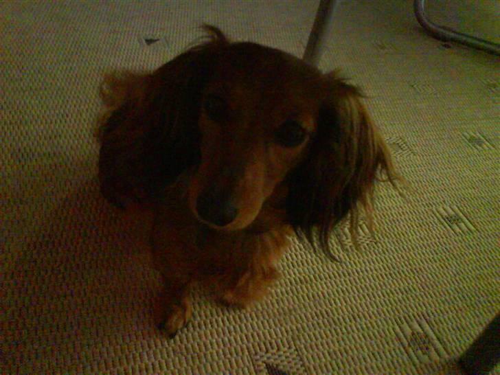 Gravhund Bella billede 2