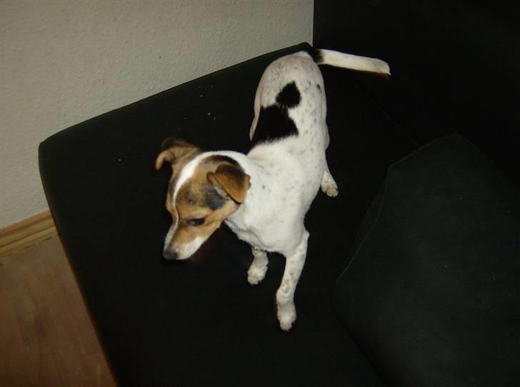 Dansk svensk gaardhund Perle - her er den smukke Perle billede 1