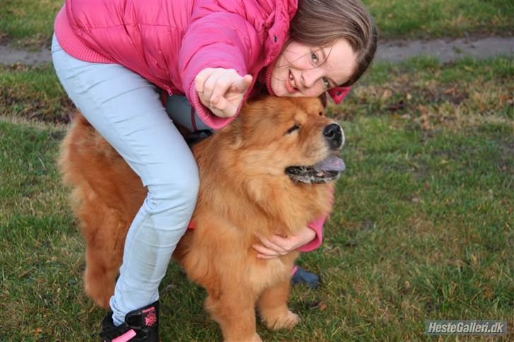 Chow chow Revel's Don Juan - Gammelt billede. Jeg ligner noget der er løgn, men kig på Kenzo! billede 4