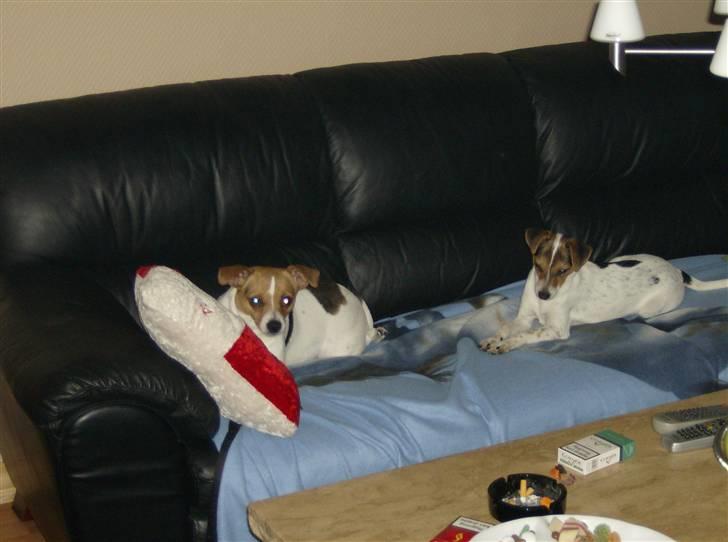 Dansk svensk gaardhund Perle - her er molly og perle  billede 2