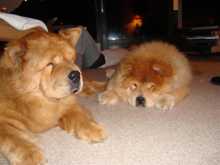 Chow chow Revel's Don Juan - Her hygger Kenzo med Baomu nytårs aften 09-10, de var bedste venner. Men intet varer evigt. billede 12