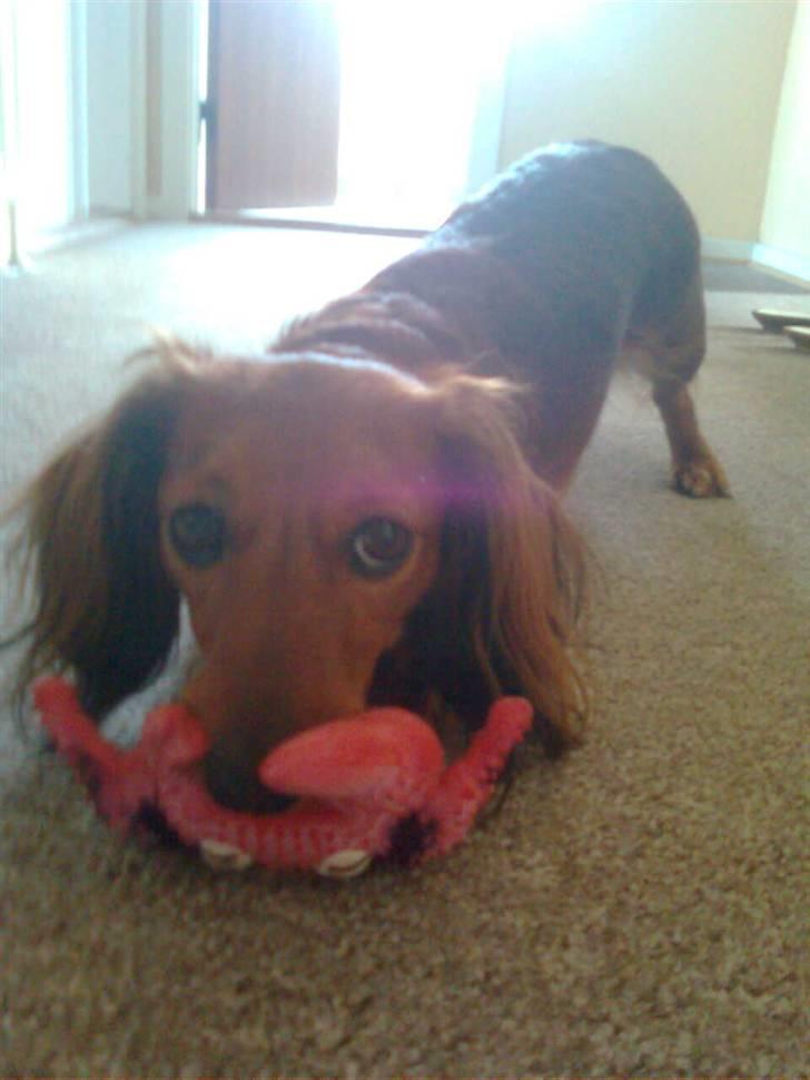 Gravhund Bella - "Jeg er vild med mit pivdyr" :P billede 3