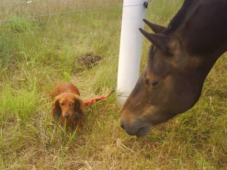 Gravhund Bella - "Puha den er stor" :D billede 4