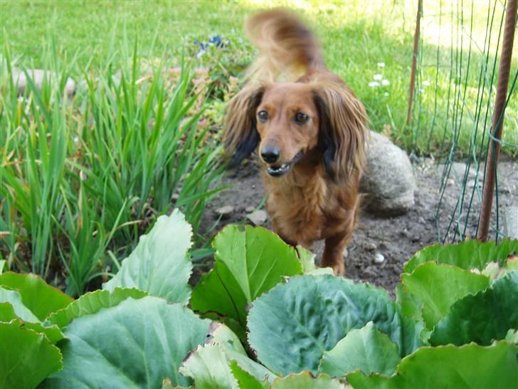 Gravhund Bella billede 5