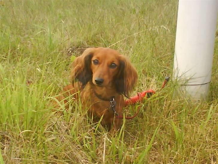 Gravhund Bella billede 6