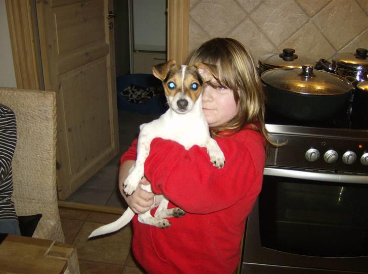 Dansk svensk gaardhund Perle - det er mig og Perle det er mega lang tid siden billede 3