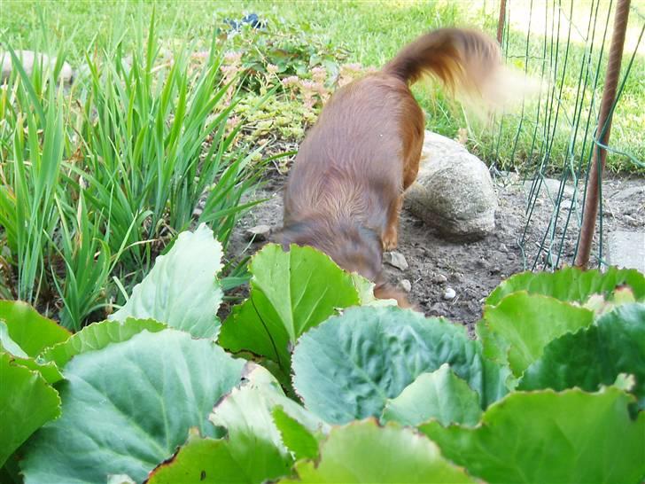 Gravhund Bella - "Mon der gemmer sig noget spændende her nede"? :D billede 8