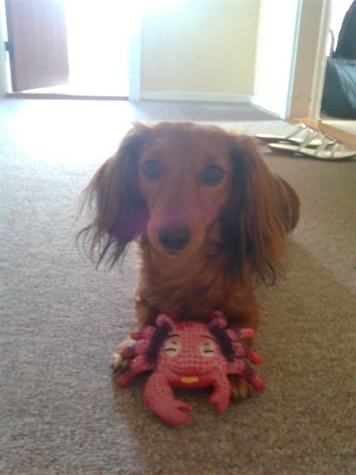 Gravhund Bella billede 9